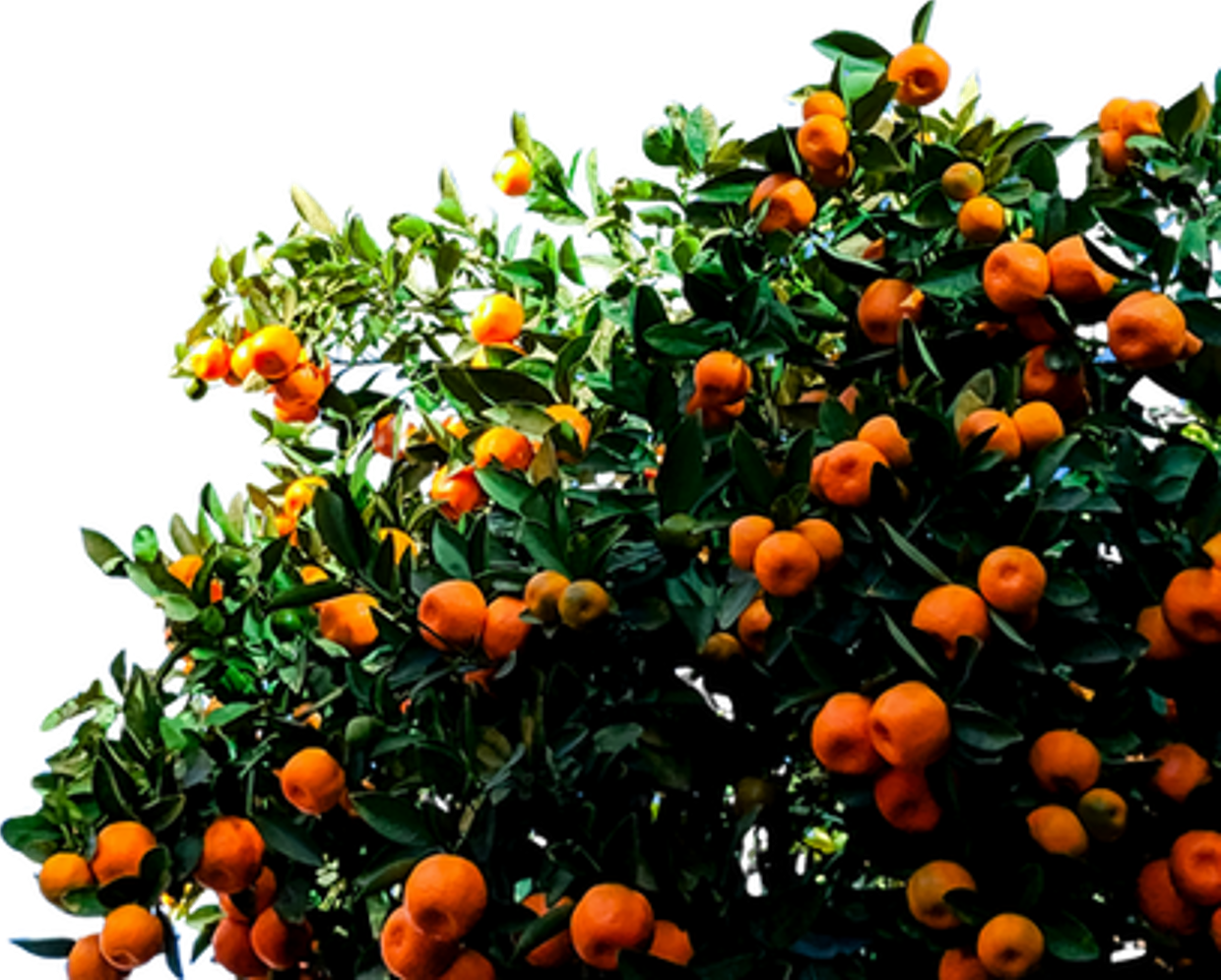 Fruit