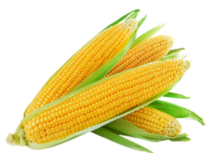 Fruit